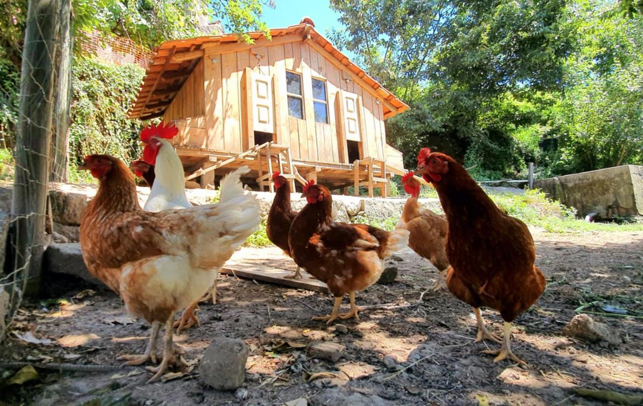 Verde Agua Agroturismo E Agricultura Biologica Couto Екстер'єр фото
